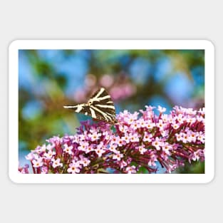 Jersey Tiger Moth feeding Sticker